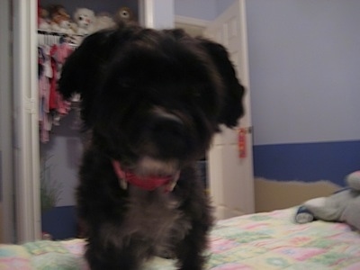 Close up front view - A black with white Poolky is standing on a human's bed looking forward.