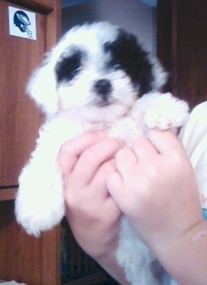 A fluffy, white with black Poolky puppy is in the hands of a person and it is looking forward.