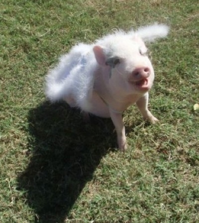 Petunia the pink pot bellied pig at 8 months old.