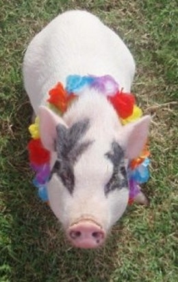 Petunia the pink pot bellied pig at 8 months old.