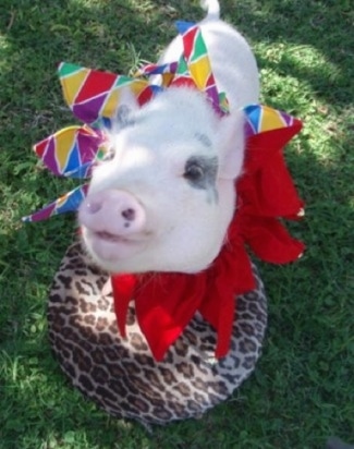 A pink with gray pot bellied pig is standing in grass and it is wearing a colorful ruff. It is standing on top of a leopard print pillow and it is looking up.