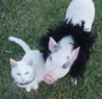 Petunia the pink pot bellied pig at 8 months old with her cat friend. 