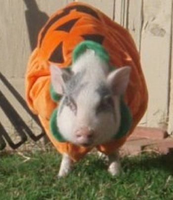 Petunia the pink pot bellied pig at 8 months old dressed as a pumpkin.