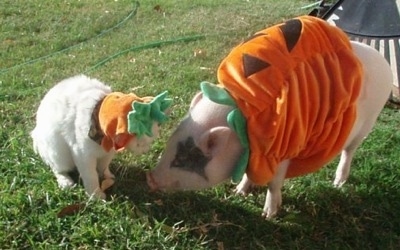 Petunia the pink pot bellied pig at 8 months old with her cat friend, both dressed as a pumpkin. 