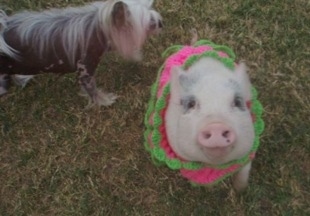 Petunia the pink pot bellied pig at 8 months old with her Chinese Crested friend. 