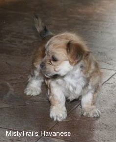 Preemie puppy at 7 weeks old.