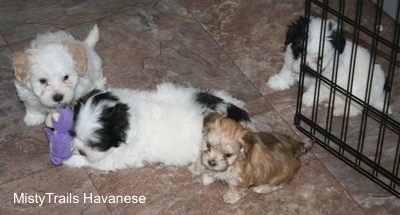 Preemie puppy walking on a tiled floor