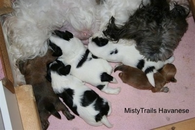 Preemie puppy 2 1/2 weeks old with his mother and littermates. Whelping 
