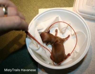 Preemie puppy being feed with a syringe and a tube