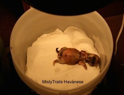 Close Up - Preemie puppy sleeping in its incubator