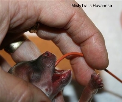 Close Up - Preemie Puppy being fed through a tube