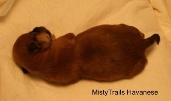 A tiny shorthaired brown with black puppy laying down on a white blanket.