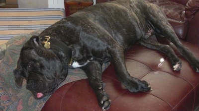 Paz the Presa Canario is sleeping on a leather ottoman