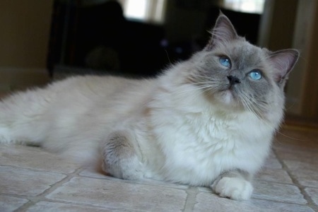 Blue Ragdoll Kittens