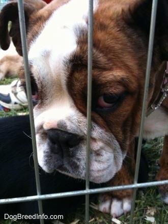 Close Up - The face of a brown with white Bulldog puppy that is standing on grass behind cage