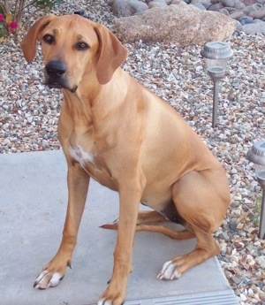 Rhodesian Ridgeback Puppies on Rhodesian Ridgeback Dog Puppy