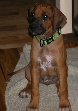 rhodesian ridgeback puppy. Chimera the Rhodesian