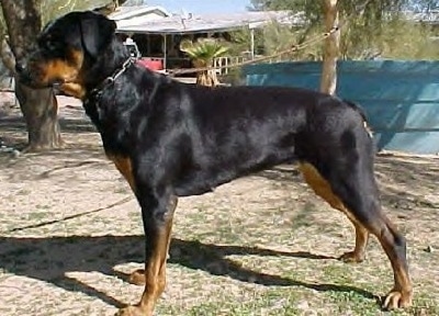 The left side of a black and tan Roman Rottweiler that is standing on patchy grass and it is looking to the left.