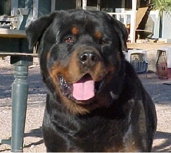 Close up head and upper body shot - A black and tan Roman Rottweiler is standing on a dirt surface and it is looking forward. Its mouth is open, its tongue is out and it looks like it is smiling. There is a wooden table and dog carrying crates on the ground behind it.