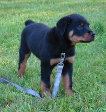 Front side view - A small black with brown Rottweiler puppy is standing in grass on top of its blue leash looking to the right.