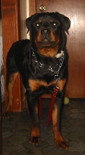 Front view - A large black with brown Rottweiler is standing on a floor and it is looking forward. There is a tennis ball against a door in the background. The dog is wearing a pinch collar that is attached to a red leash that no one is holding.