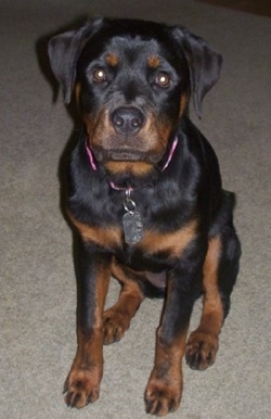 Front view - a black with brown Rottweiler puppy is sitting on a carpet and it is looking forward.
