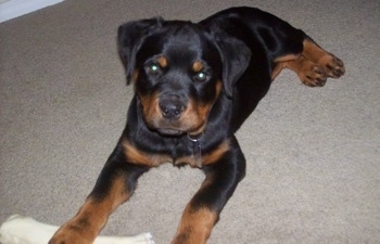 Front side view - A black with brown Rottweiler puppy is laying on a carpet and it is looking forward. Its front left paw is over top of a white rawhide dog bone.