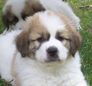 St Bernard Lab