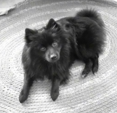 View from the top looking down at the dog - A fluffy black Schip-A-Pom is laying on a rug and it is looking up. Its head is slightly tilted to the left.