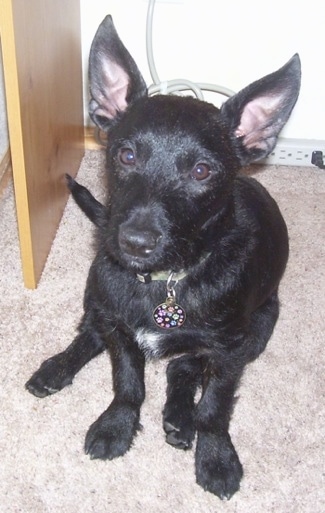 Close up front view - A short haired, black with white Scobo Terrier dog with large perk spock ears sitting on a tan carpet looking up.