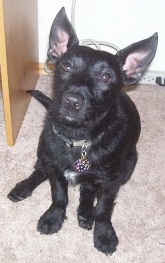 A shiny-coated, perk spock eared, black with white Scobo Terrier dog sitting on a tan carpet looking up.