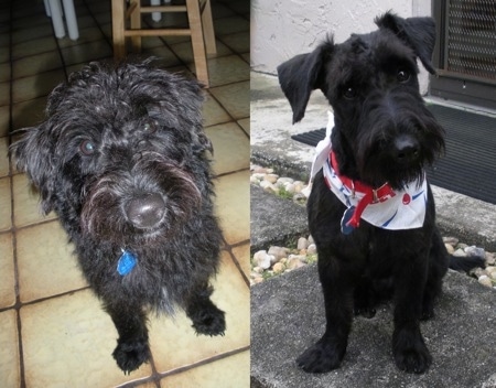 Left Photo - Close up - A wavy coated, shaggy looking black Scoddle is sitting on a tiled floor. Right Photo - Close up - A groomed short black Scoodel is sitting on a stone step. . It has longer hair on its snout making it look like it has a beard.