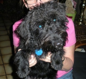 Close up - A person in a pink shirt is holding a shaggy black Scoodle in the air. Its head is tilted to the left.