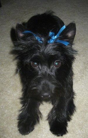 Close up - A black Scorkie puppy is laying on a tan carpet and it is looking forward. It has two blue ribbons in its hair between its ears.