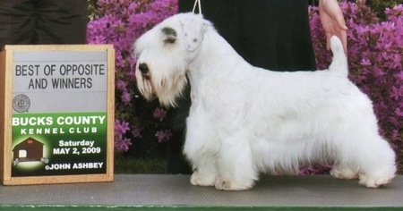 The left side of a white Sealyham Terrier dog that is standing on a floor mat in a show stack. A person is touching its tail to pose it. There is an award placed in front of the dog.