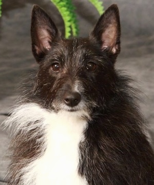 Close up front view head and upper body shot - A black with white Shelestie is sitting on a grey background and it is looking forward. The dog has perk ears and longer hair on its chest and sides of its face.