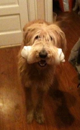 Front view - A tall, cream and red Shepadoodle dog is standing on a hardwood floor with a rawhide bone in its mouth and it is looking up. It has loner shaggy looking hair on its face that is hanging over its eyes. It has a black nose.