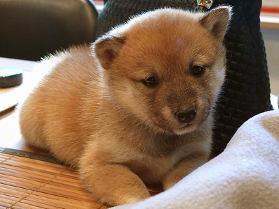 shiba inu puppy. Edge, a female Shiba Inu puppy