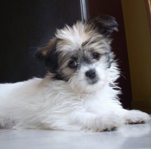 The front right side of a fluffy white with black and tan ShiChi puppy that is laying across a tiled floor. It is looking forward and its head is slightly tilted to the left.
