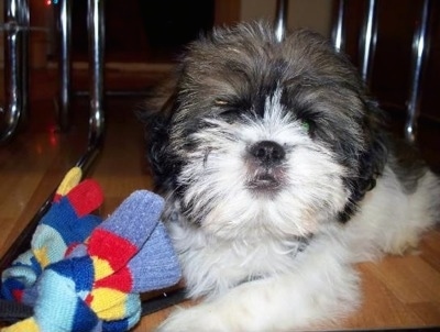 Shih+tzu+puppies+black+and+white