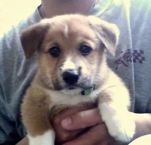 Close up front view - A small tan with white Shollie puppy is being held in the hands of a person who is wearing a gray shirt.