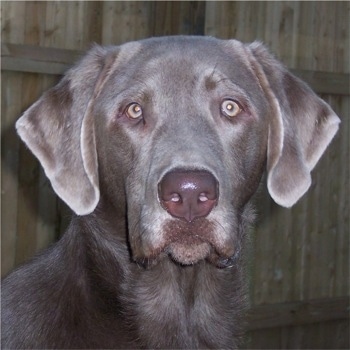 Silver  Puppies on Silver Lab Puppies   Laboratory