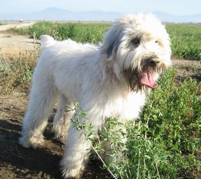 Front side view - A soft looking, long haired, white with black Soft Coated Wheaten Terrier is standing in dirt and it is looking to the right. Its mouth is open, its tongue is out and there are tall weeds in front of the dog.