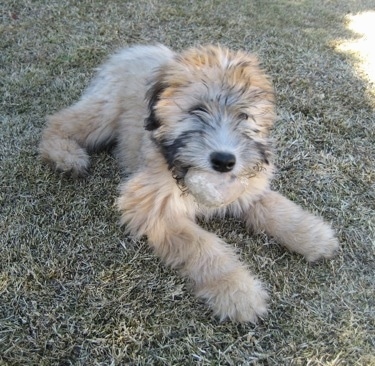 A fluffy tan with black Soft Coated Wheaten Terrier is laying across a grass surface and it is looking to the right.