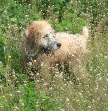 The left side of a tan Soft Coated Wheaten Terrier standing in tall weeds that have white flowers on them in a field and it is looking to the right.