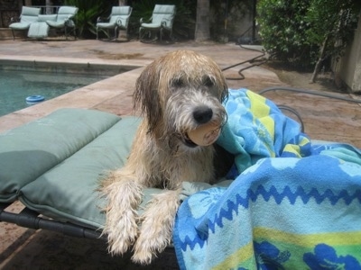 A wet tan with white and black Soft Coated Wheaten Terrier dog is laying poolside on a lawn chair with a ball in its mouth looking to the right.
