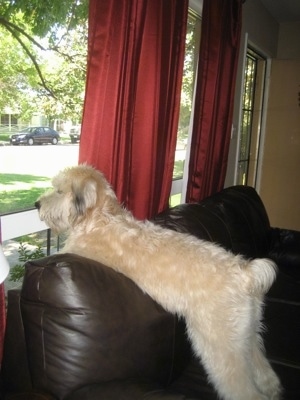 The back left side of a tan Soft Coated Wheaten Terrier that is laying across the top of a brown leather couch looking out of a window it is in front of.