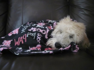 A tan Soft Coated Wheaten Terrier is sleeping on a black leather couch and it is covered in a black blanket with pink words all over it. 