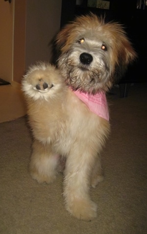 A tan Soft Coated Wheaten Terrier with a pink bandana is sitting on a carpeted floor and its left paw is in the air.