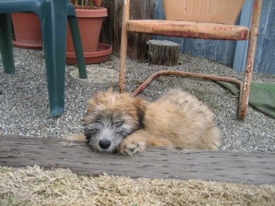 A tan Soft Coated Wheaten Terrier is laying down outside on a wooden pole with its eyes closed. There is a metal lawn chair behind it.